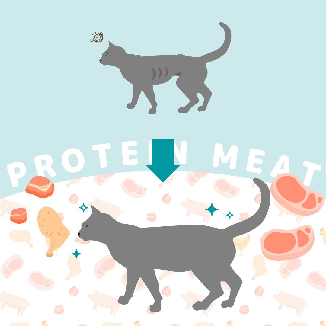 HPM腎臓＆リン制限は、慢性腎臓病時の腎臓のはたらきを守りながら、しっかり栄養がとれるタンパク質量を確保した猫用食事療法食です。適切なタンパク質量をとれることで、健康な筋量の維持をサポートすることができます。