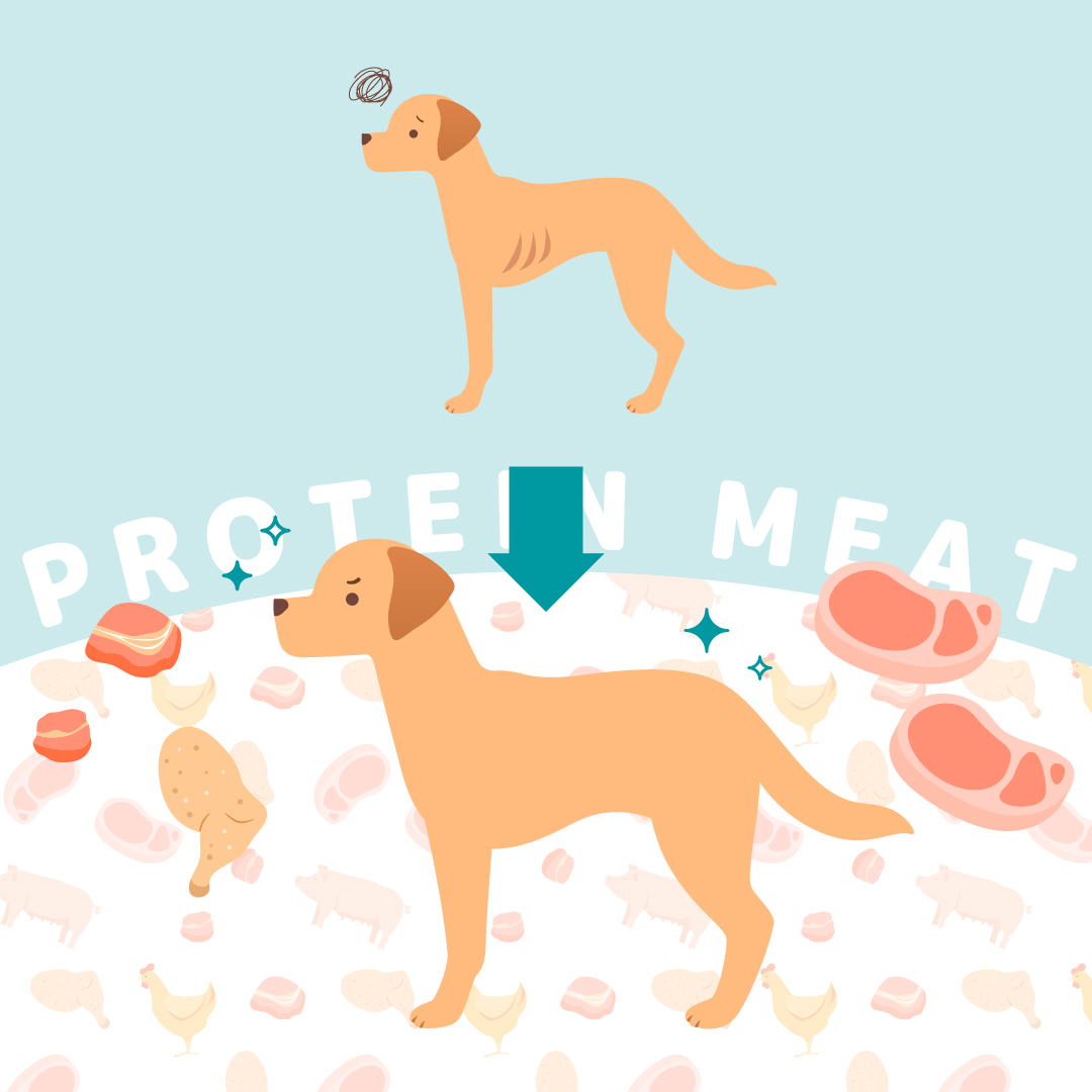 HPM腎臓＆リン制限は、慢性腎臓病時の腎臓のはたらきを守りながら、しっかり栄養がとれるタンパク質量を確保した犬用食事療法食です。適切なタンパク質量をとれることで、健康な筋量の維持をサポートすることができます。