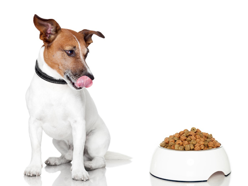 愛犬がご飯を食べない原因は 自宅でできる対処法などを紹介 Virbacサービス