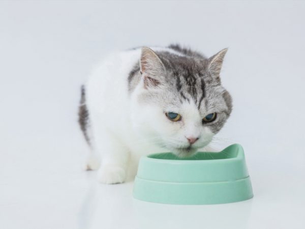 愛猫がご飯を食べないときの原因と対策