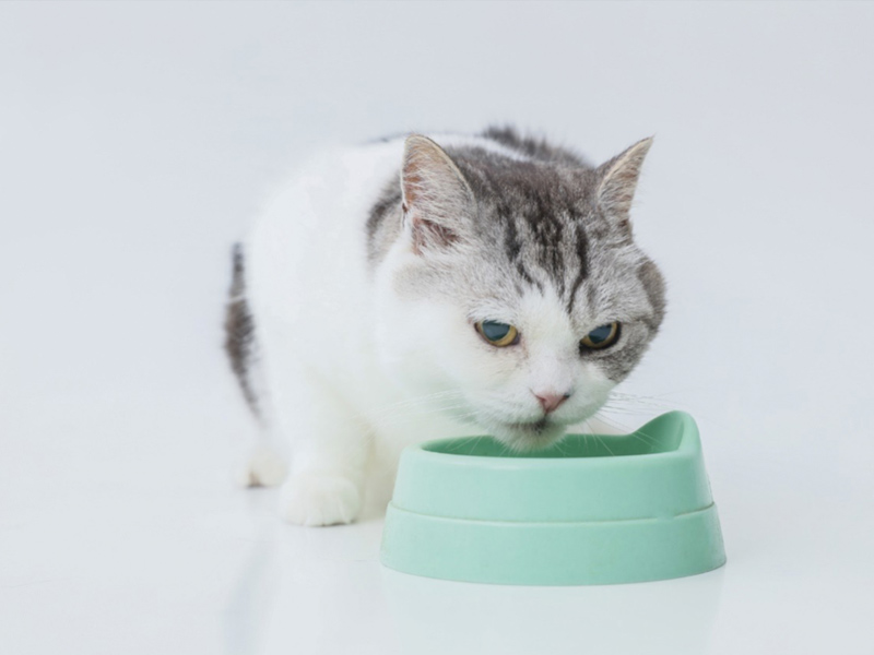 病気のサイン 愛猫がご飯を食べないときの原因と対策 Virbacサービス