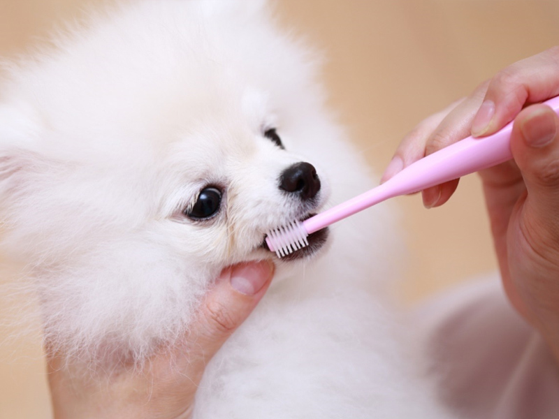 愛犬の口臭が気になる 原因と予防 改善方法を知って健康なお口へ Virbacサービス