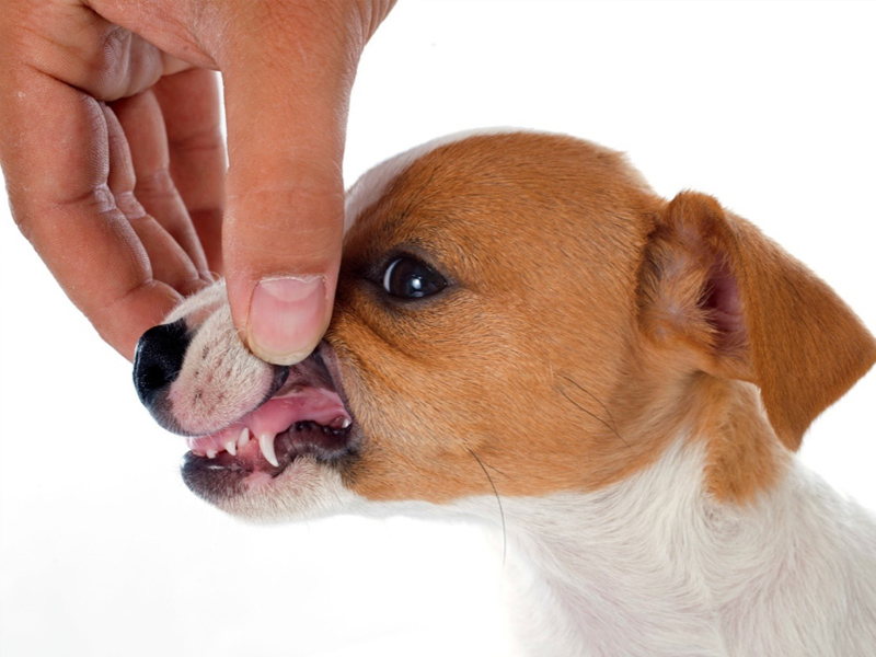 犬の虫歯予防をしたい！虫歯の原因やチェック方法、歯磨きのやり方も紹介 Virbacサービス