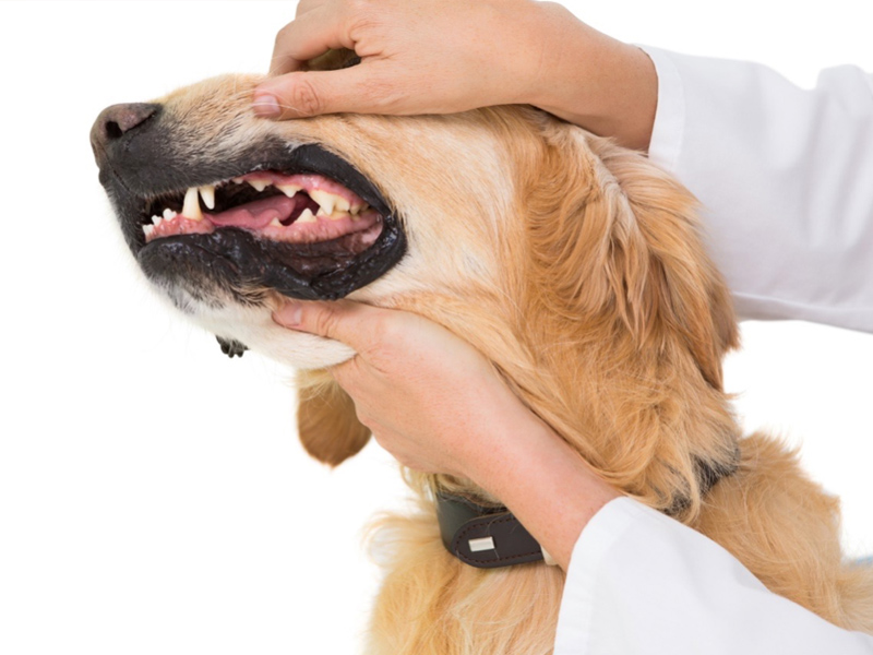 犬の虫歯予防をしたい 虫歯の原因やチェック方法 歯磨きのやり方も紹介