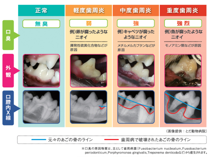 犬の口臭と歯周炎の状態を示した画像