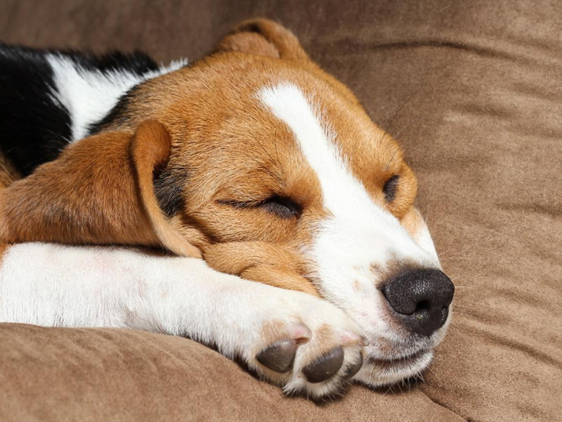 愛犬の下痢対策におすすめの食事とは 食事以外の対処法も解説 愛犬の下痢対策におすすめの食事とは 食事以外の対処法も解説