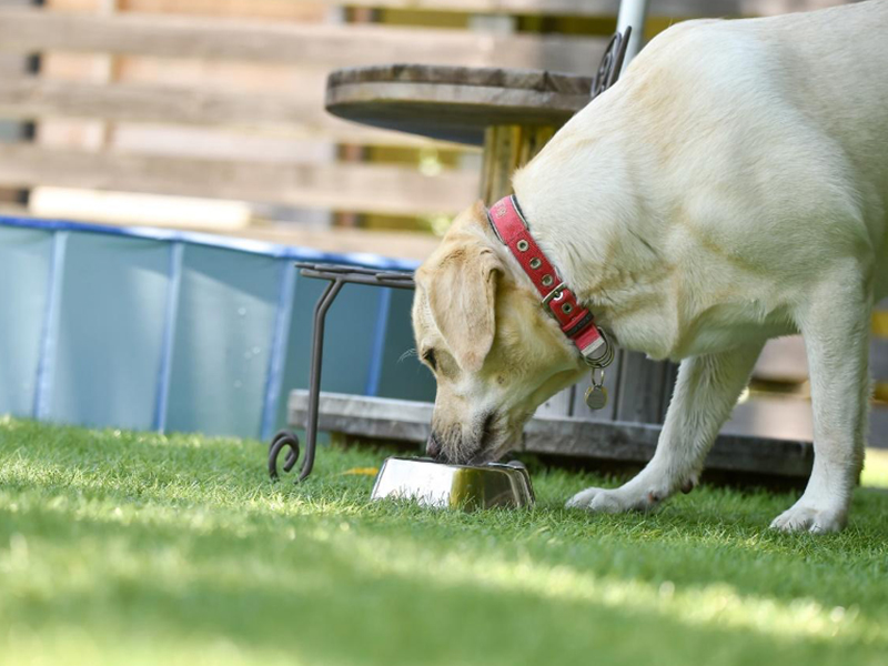 愛犬の下痢が臭いのは病気のサイン 下痢の原因や対処方法を解説