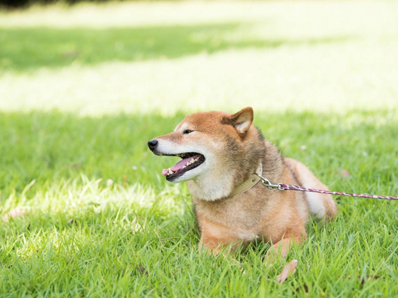 犬のよだれの原因や役割とは 考えられる病気や対処法などを紹介 犬のよだれの原因や役割とは 考えられる病気や対処法などを紹介