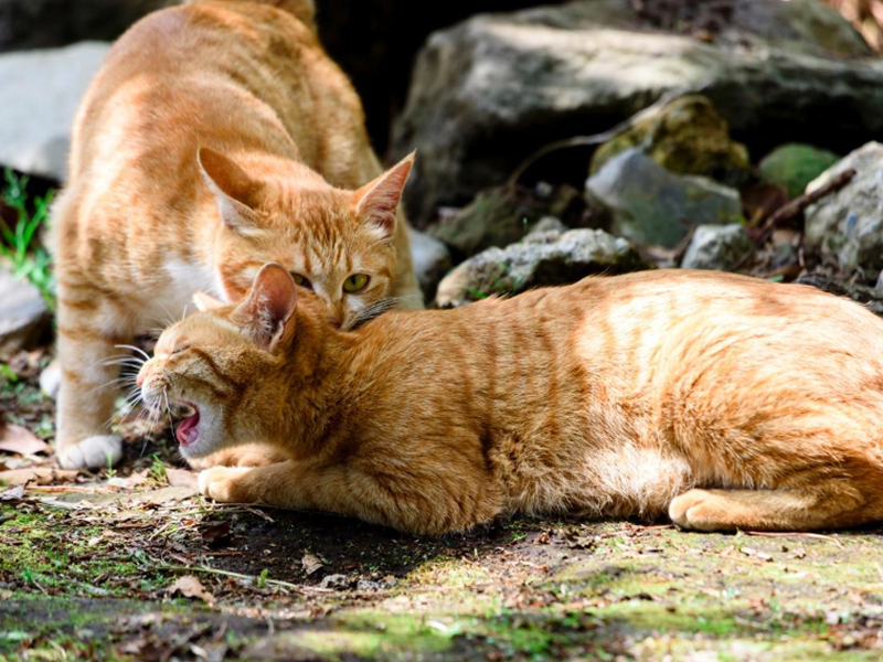 愛猫同士が噛み合う場合どんな対処法がいいの 予防策も解説