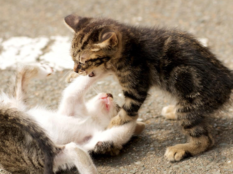 愛猫同士が噛み合う場合どんな対処法がいいの 予防策も解説 Virbacサービス