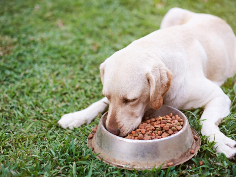 愛犬の下痢対策におすすめの食事とは 食事以外の対処法も解説 Virbacサービス