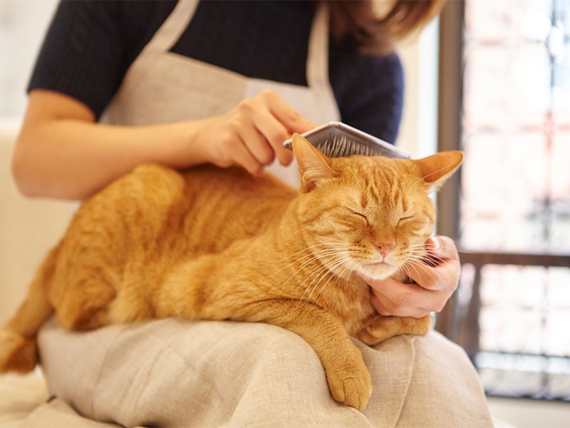 猫は便秘で嘔吐することも 原因と対処法を解説