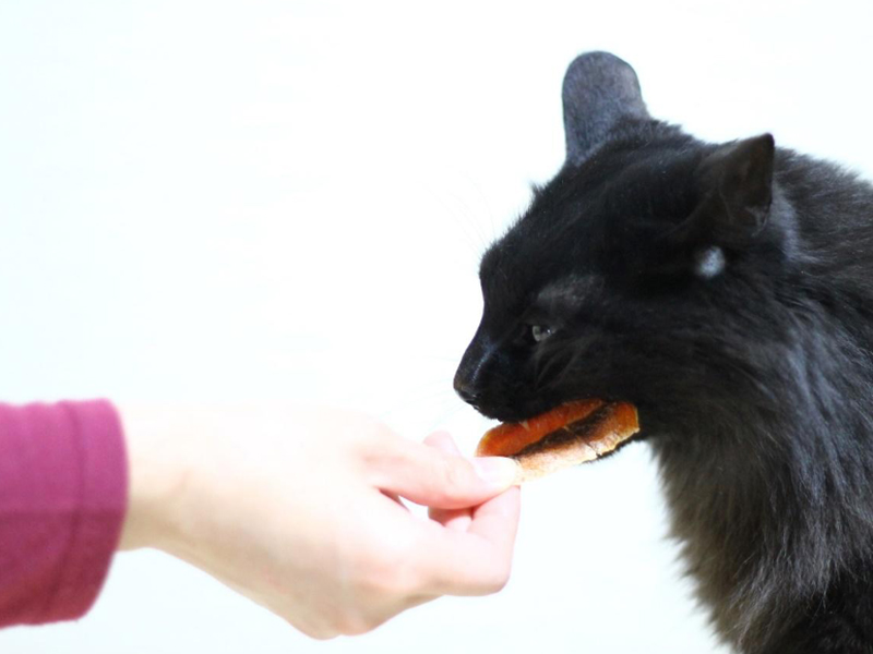 愛猫におやつをあげるおすすめの頻度は おやつ選びのポイントも紹介 Virbacサービス