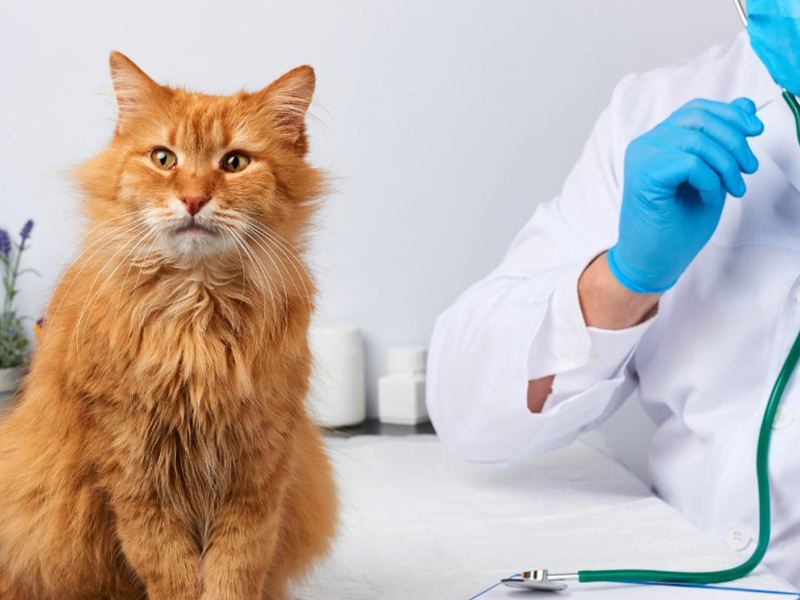 愛猫におやつをあげるおすすめの頻度は おやつ選びのポイントも紹介 Virbacサービス
