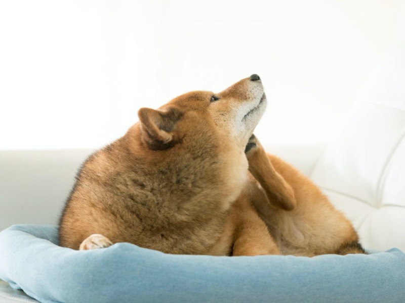 愛犬がかゆみで苦しんでいる かゆみの原因や予防 対処法を解説