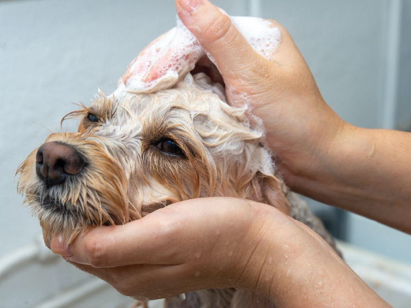 愛犬のシャンプーのやり方がわからない方必見 頻度ややり方を徹底解説 Virbacサービス