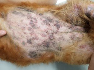 柴犬に多い皮膚病とは 獣医師が解説する皮膚トラブルへの対処法や予防法
