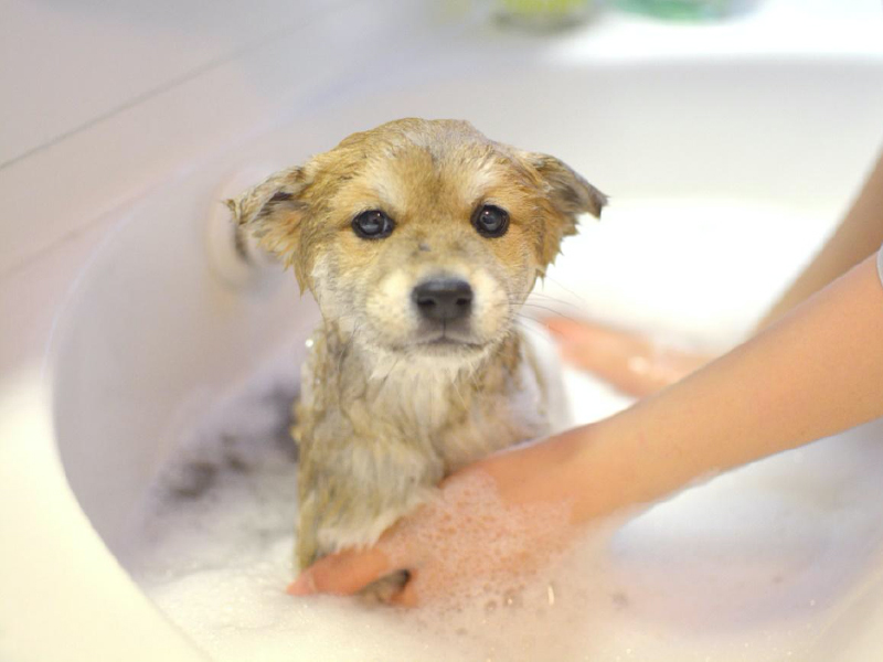 柴犬に多い皮膚病とは 獣医師が解説する皮膚トラブルへの対処法や予防法