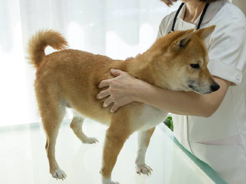 柴犬に多い皮膚病とは 獣医師が解説する皮膚トラブルへの対処法や予防法