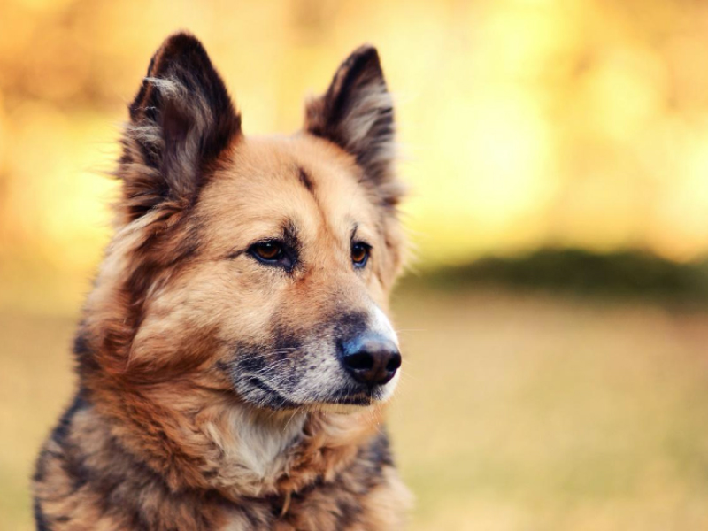 犬は乾燥肌になりやすいの 乾燥肌になりやすい部位や対策方法などを紹介