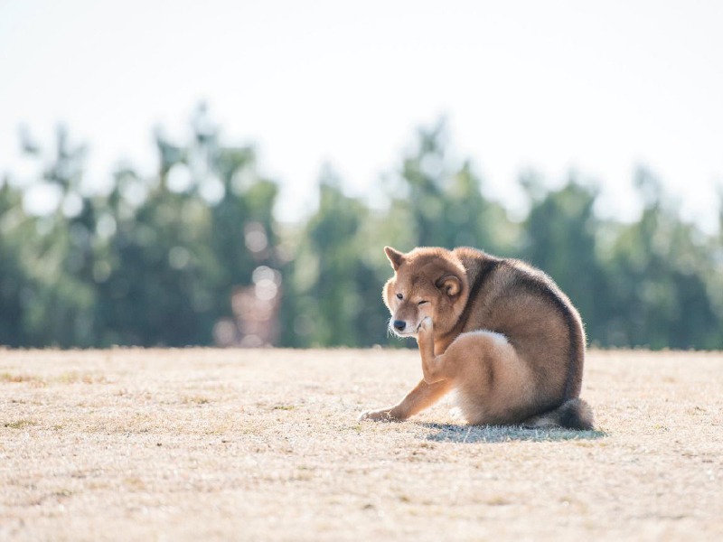 犬は乾燥肌になりやすいの 乾燥肌になりやすい部位や対策方法などを紹介 Virbacサービス