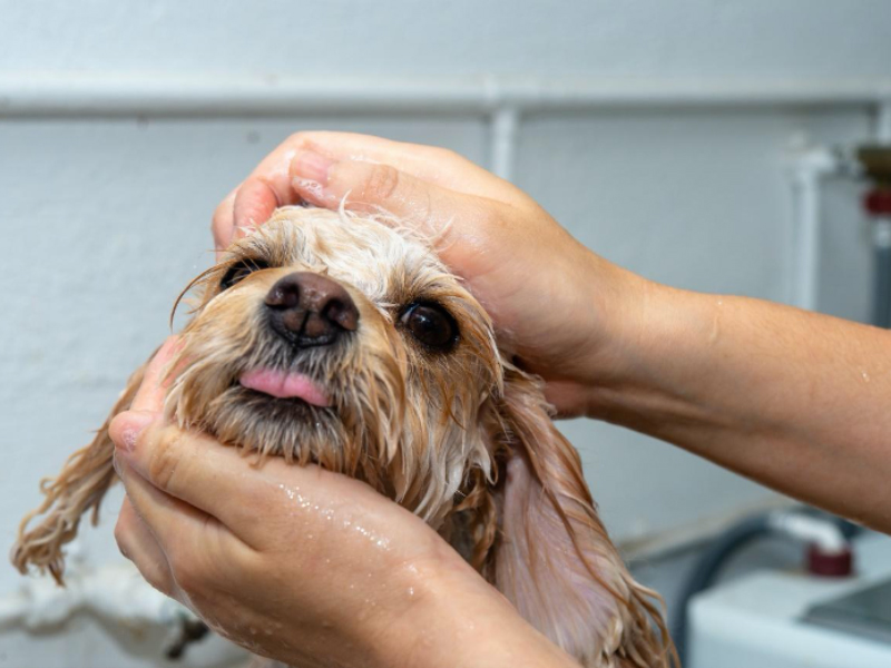 犬は乾燥肌になりやすいの 乾燥肌になりやすい部位や対策方法などを紹介