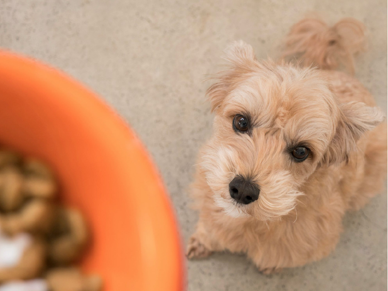 獣医師監修 愛犬の腎臓をいたわる食事や腎臓病 腎不全 とはどんな病気なのか解説