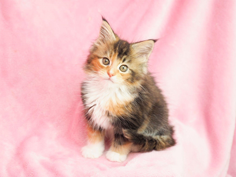 猫の腎臓病とはどんな病気なの 食事方法や栄養管理について解説