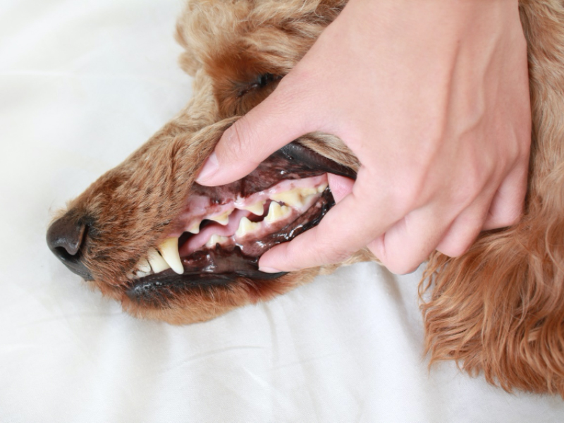 愛犬の歯みがきのやり方とは 嫌がる愛犬の慣らし方やおすすめグッズを紹介