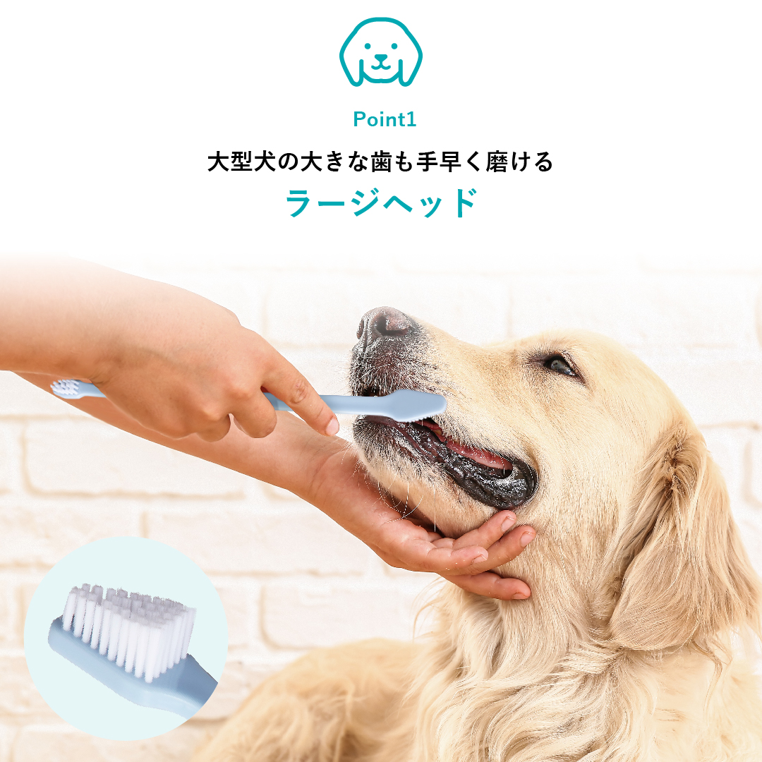ビルバックのデンタルブラシダブルは、中～大型犬の大きな歯も手早くしっかり磨けるラージヘッドを採用しています。