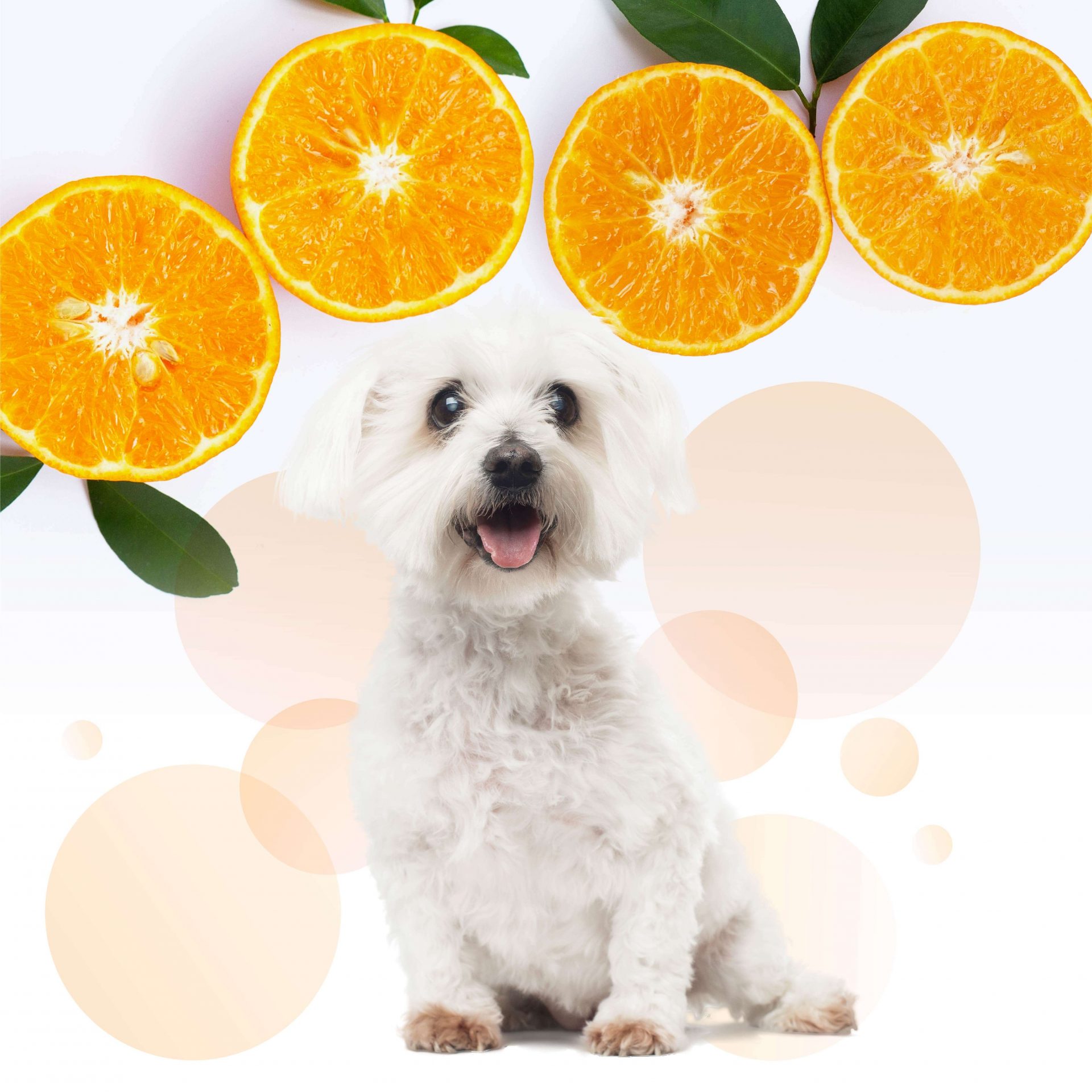ペットのシャンプーだからこそ洗いあがりの香りが大事という飼い主様。セボダームはフレッシュなマンダリンオレンジの香りが漂い素敵なバスタイムを演出してくれます。