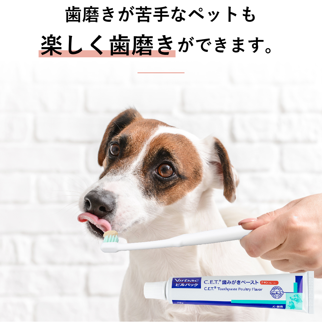 6346円 超爆安 ビルバック C.E.T.犬猫用歯磨き チキンフレーバー 70g