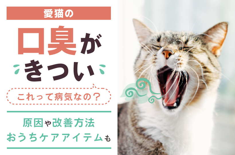 愛猫の口臭がきつい！これって病気？原因や改善方法、おうち