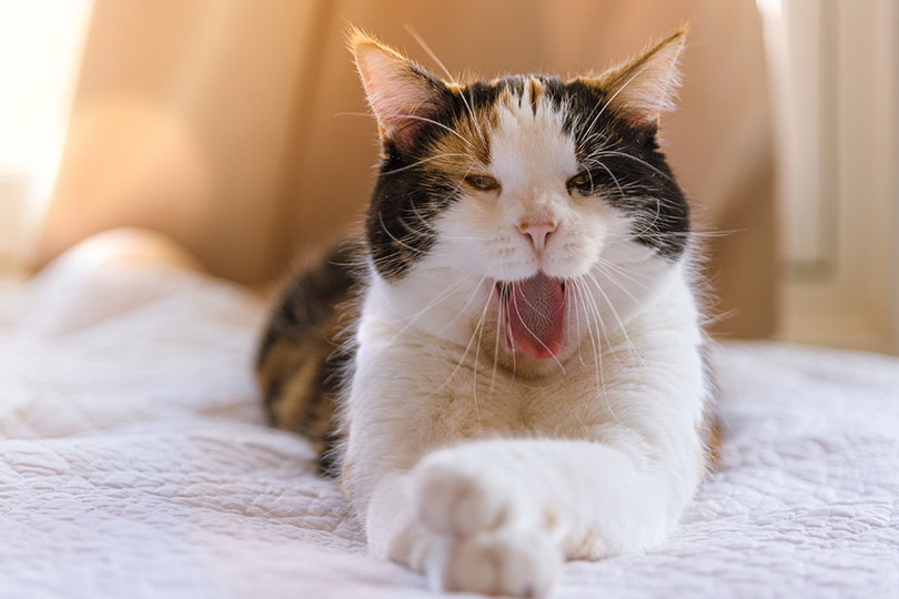 愛猫の口臭がきつい時に考えられる4つ原因