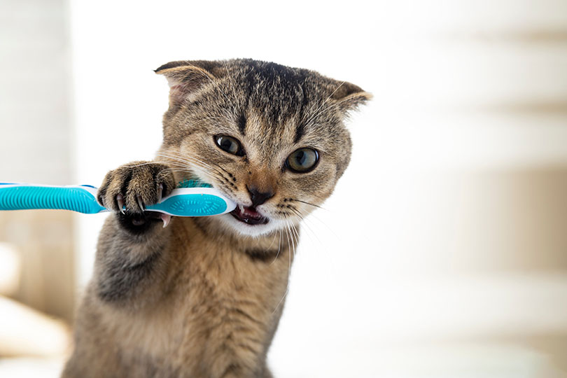 愛猫の口臭の予防・改善策