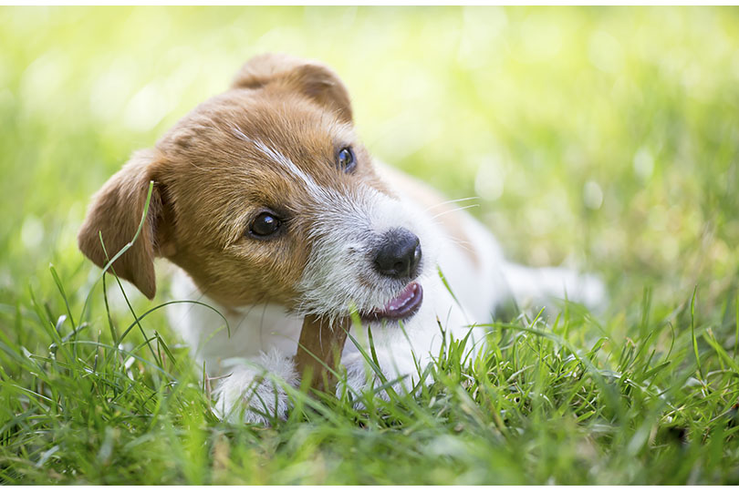 愛犬の口臭予防におすすめの商品を紹介！