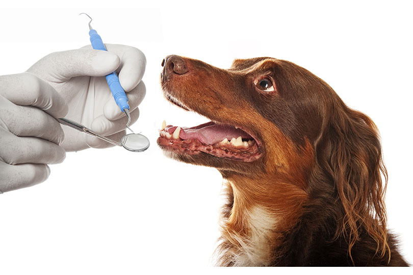 愛犬が虫歯かどうか見分ける方法
