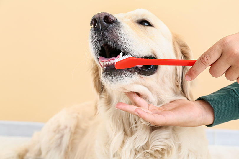 愛犬の虫歯予防に最も効果があるのは歯磨き