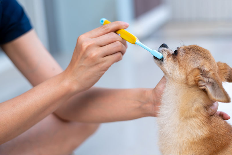 犬に歯磨きをするときのポイント