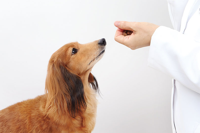 犬の歯磨きステップ1：口を触ることができ、すべての歯を見ることができる
