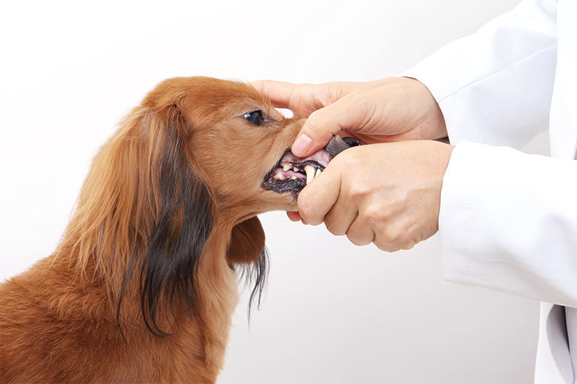 犬の歯磨きステップ1：口を触ることができ、すべての歯を見ることができる