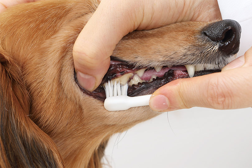 犬の歯磨きステップ3：ごほうびを与えながらすべての歯をみがくことができる