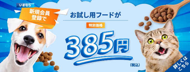 老猫が痩せるのは病気？考えられる原因やフードの選び方について解説