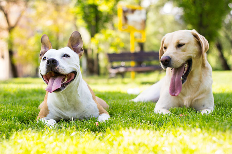 なぜ多くなる？犬のよだれの原因とその対策