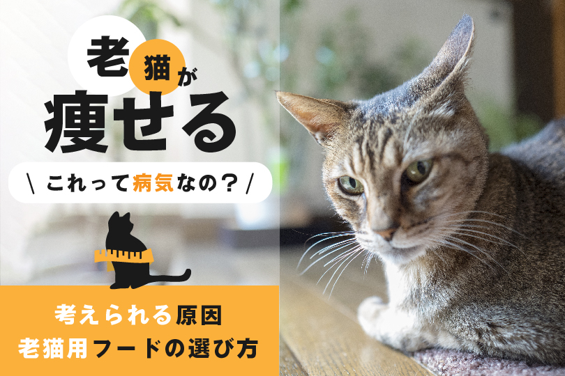 新品未使用正規品 猫の疾病 高齢猫診療のキーポイント 獣医 猫 setonda.com