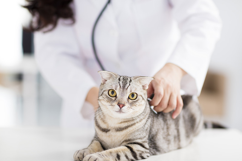 老猫が痩せるのは病気?考えられる原因やフードの選び方について解説