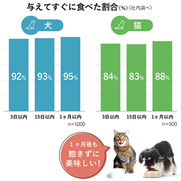 老猫が痩せるのは病気？考えられる原因やフードの選び方について解説