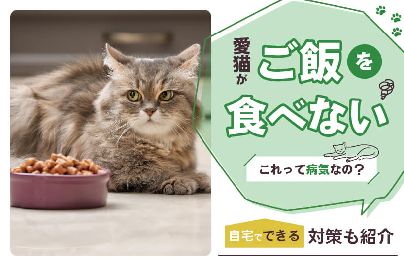 病気のサイン？愛猫がご飯を食べないときの原因と対策