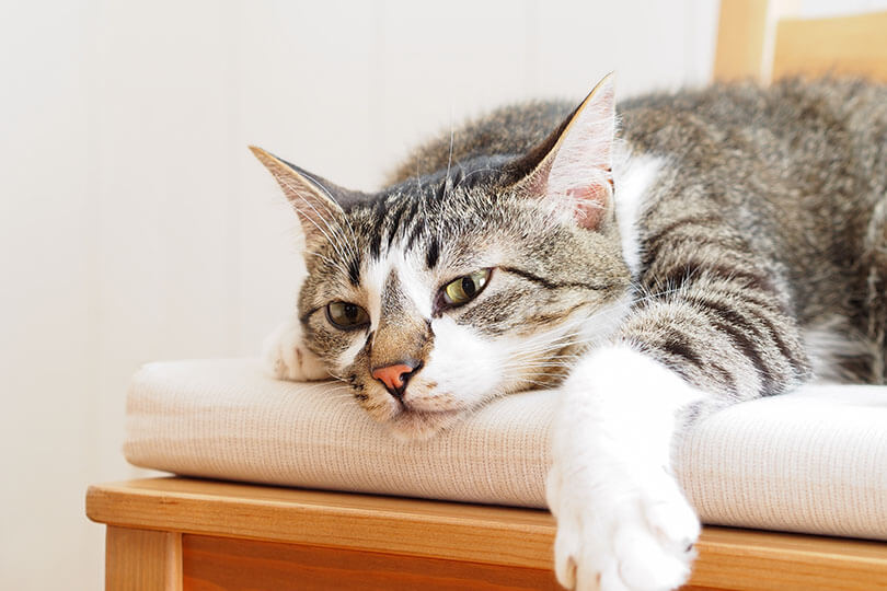 病気のサイン 愛猫がご飯を食べないときの原因と対策