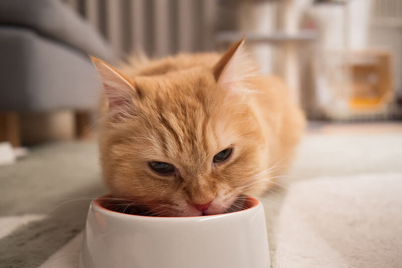 愛猫がご飯を食べない原因